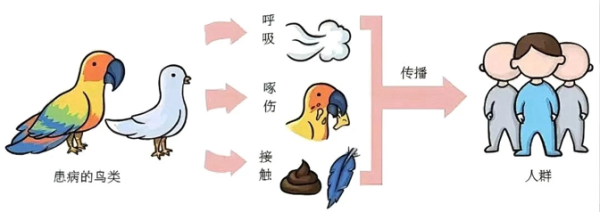 在线配资开户资料 小叶医探｜近期合肥接诊多例“鹦鹉热”！专家紧急提醒_大皖新闻 | 安徽网